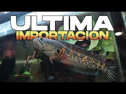 La Ultima Importación de Tailandia del 2024