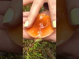Filthy Fungus Fondling: Happy April Fool’s Day!