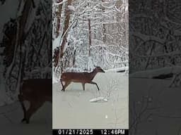 Rare Snow Event in Louisiana Swamp #hunting #deer #outdoors #wildlife
