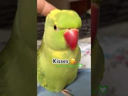 Thank you, love Ricco 😘 #birds #talkingparot #shorts #cute