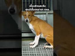เลี้ยงดีจนตะลึง​ ศูนย์เลี้ยงหมาแมวจร​ กทม.​เขตประเวศ #cat #animals #cutecat #funny