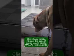 Cães x ouriços 🦔