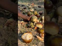இந்த வெயிலுக்கு ☀️ பனங்கா சாப்பிட நல்லா இருக்கும் 🧊 | @PsychoTravellerz_PTF #shorts #short