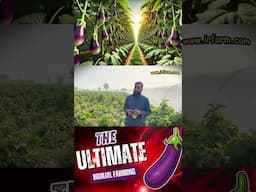 🎥 Baingan ki fasal 3 saal tak? 🌱💰