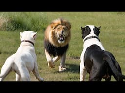 20 Most Dangerous Mammals on the Planet