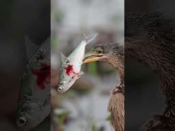 The Bird That Stabs and Juggles Its Food. Nature’s Most Absurd Diner.