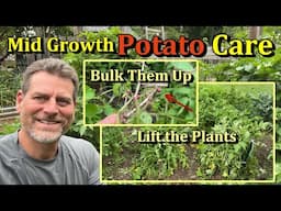 Container & Earth Bed Potato Care Tips at Mid Growth (Fertilizing, Watering Frequency, 'Trellising')