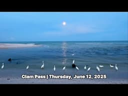 Lots of Snowy Egrets Early Thursday Morning at Clam Pass in North Naples, Florida | June 12, 2025