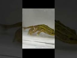 Frog Vs. Beetle