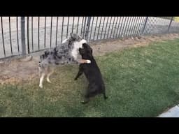 Small Staffy, Big Boss: Puddy the Pack Leader!