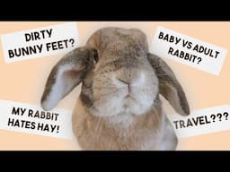 Your Bunny Questions Answered 🐰 | Baby Bunnies, Chew Toys, Parental Persuasion & More!