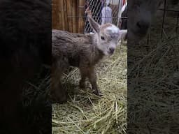Babies Have Arrived! #kidgoats #babygoats #babyanimals #goats