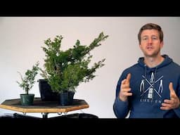 Juniper Bonsai development