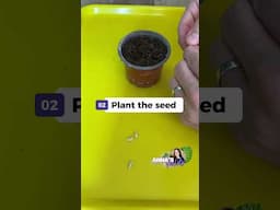 Don’t Toss That Seed! | Planting Lemon Seed