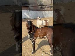 Malwa ke Bakre