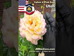 LARGE YELLOW and PINK ROSE in FULL BLOOM in UTAH USA JBManCave.com #Shorts
