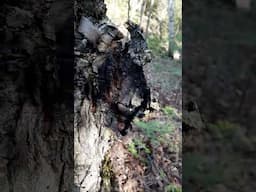 Chaga: Can Change Your Life!