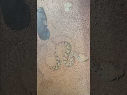 Desert Viper BURROWS in Sand!