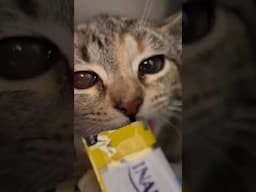 Tabby kitten relaxes inside