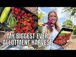BIGGEST ALLOTMENT HARVEST EVER / ALLOTMENT GARDENING UK