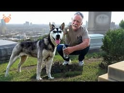 Rescued Husky Gets Second Chance at Happiness - There's More to This Story