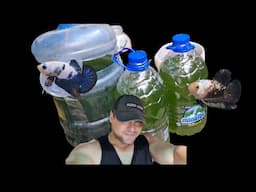 Preparando agua verde para tener dafnia en casa - Gente Betta Venezuela Dorman