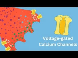 Calcium’s Vital Role in Neurotransmission