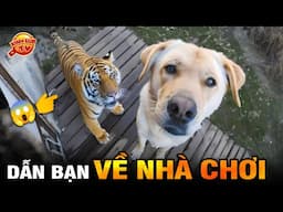 🔥 1001 Khoảnh Khắc Không Đỡ Nổi Của Động Vật Vô Tình Được Camera Quay Lại | Kính Lúp TV