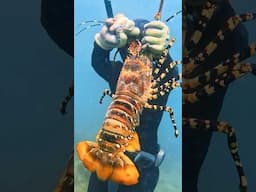 Giant Lobster 🤯