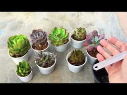 WHAT IS AN APPROPRIATE SIZE OF POT FOR SUCCULENTS ?