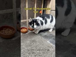 Cats in Istanbul are built different 😼 #cat #kedi #funny #istanbul