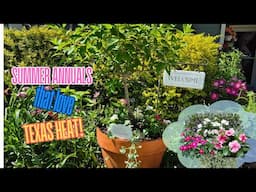 Planting a Container Combination For Full Sun, Texas Heat & Humidity! #northtexasgarden