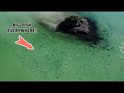 Ultimate Shallow Water Fishing | Kingfish, Snapper & Trevally | NZ