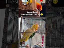 Parrot HILARIOUSLY tries to impress his crush 😂 😂 #birds #funnyanimals #sunconure #funnypets
