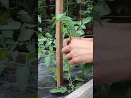 Single Stem Your Tomato Plants the Correct Way! ✂️ 🌱 🍅