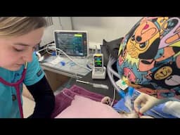 Cat Lump Removal Noahs Arks Vets Kent 01622291510