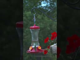 Bird Watching In Maryland #bird