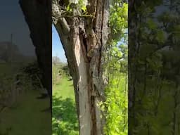 Pear Tree