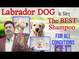 Best Shampoo for Labrador Dog हमेशा रखे बालों और Skin का खयाल 👍🏽 Labrador dog best shampoo