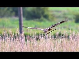 Barn Owl Live from Sculthorpe Moor