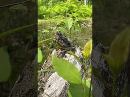We found a Robin Fledgling!!