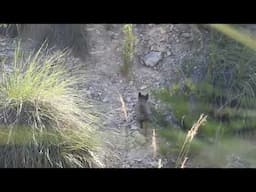 Nacen los tres primeros cachorros de lince ibérico en libertad en la Región de Murcia