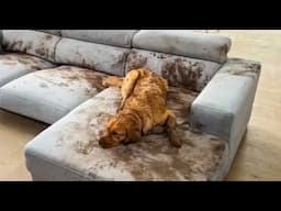 Try Not To Laugh Cats And Dogs Videos 😁 - BEST Funny Animal Videos 2025 #15
