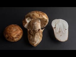 Amanita ponderosa: Cooking with Spain's Gurumelo Mushroom