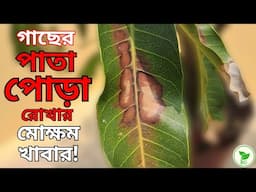 গরমে গাছকে এই খাবারটা দিচ্ছেন তো? তাহলেই পাতা পোড়া থেকে মুক্তি। Get Relief from Leaf Burn