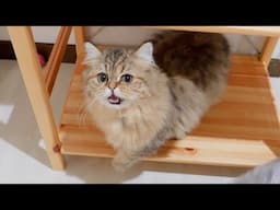 This kitten kept meowing until I started preparing food was so cute