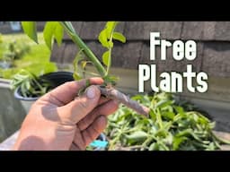 Elderberry Cuttings & Plant Nursery Cleanup