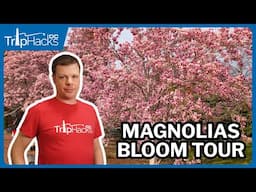 Washington DC Spring Magnolias Virtual Tour 🌸 4K Narrated