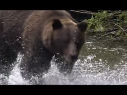 This Grizzly Attacked Gregg Erickson In Glacier National Park