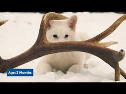 Meet Romulus and Remus, the ‘dire wolf’ pups | Science News